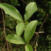 Dioscorea pentaphylla L.